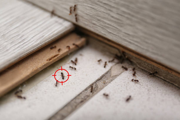 Wasp Removal Services in Hilliard, FL